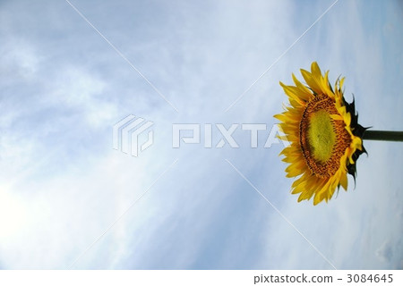 向日葵 向日葵 3084645