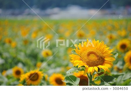 sunflower	 3084650