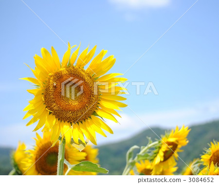 sunflower	 3084652