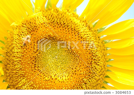 sunflower sunflower 3084653