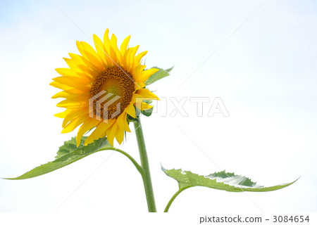 向日葵 3084654