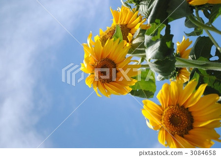 向日葵 3084658
