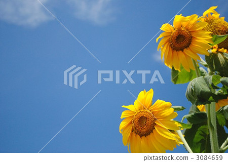 向日葵 3084659