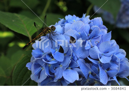 sympetrum risi yosico, dragonfly, bug 3084841