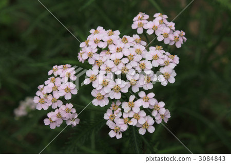蓍草 花瓣 植物 3084843