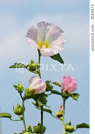 淡粉紅色紋身和藍藍的天空 淡粉紅色紋身和藍藍的天空 3084874
