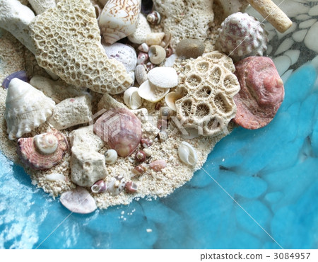 貝殼對象，內部 3084957