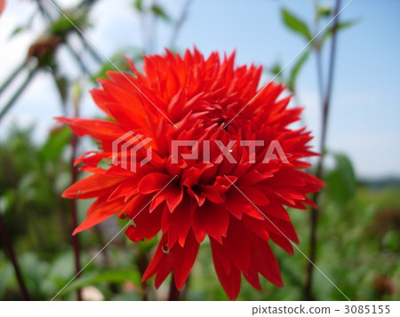 大麗花 秋花 紅花 3085155