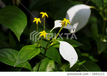 Yellow tubular flower and calyx are white flowers · Conronka Yellow tubular flower and calyx are white flowers · Conronka 3085221