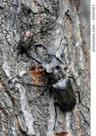 鍬形蟲 鋤頭形頭盔 深山鍬形甲蟲 3085461