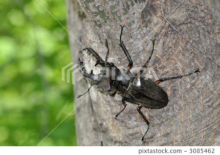 深山鍬形甲蟲 鍬形蟲 鋤頭形頭盔 3085462