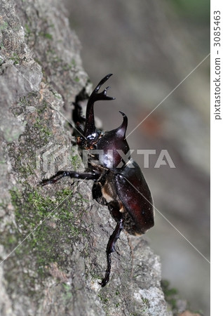 蟲子 漏洞 昆蟲 3085463