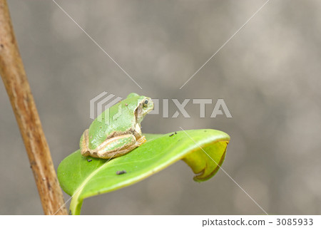 日本黑蛙 3085933