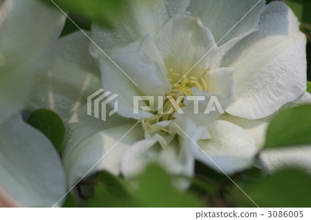 Clematis Clematis 3086005