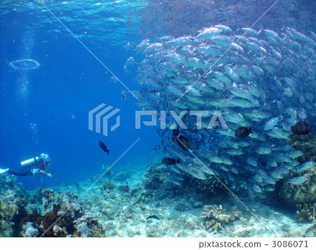 Gingamameji aji bean Malaysia caparai diving diver 3086071