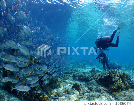 Gingamameji aji bean diving scuba diving Malaysia caparai 3086074