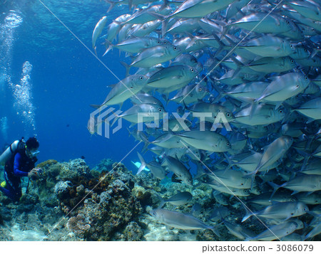 Gingamameji aji bean ball Malaysia caparai scuba diving ajida bar 3086079