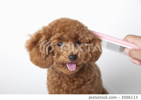 Toy poodle brushing 3086113