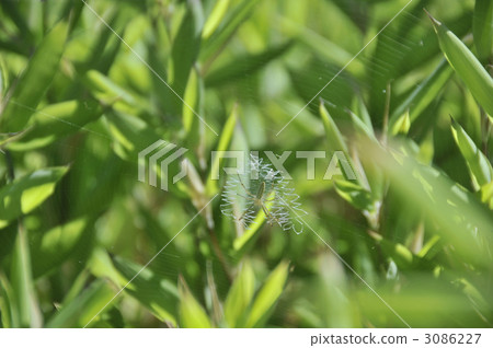 Spider in Kanagawa Prefecture Hayama Spider in Kanagawa Prefecture Hayama 3086227