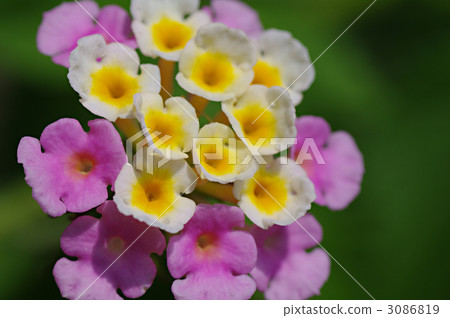 馬纓丹 馬纓丹 3086819