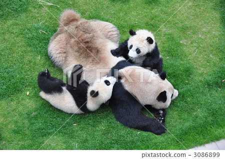 母親和雙胞胎熊貓 3086899