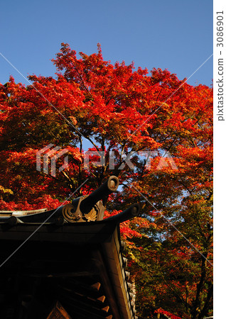 Senzoku-ji秋葉 3086901