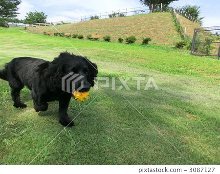 Ball playing Ball playing 3087127