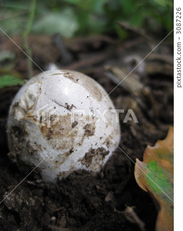 面前的雞蛋外皮 3087226