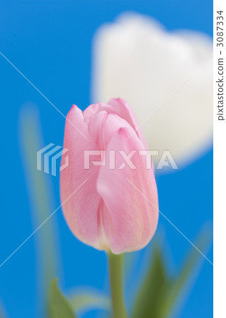 Tulip flower Tulip flower 3087334