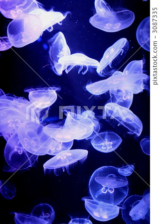 Water Marine moon 3087335