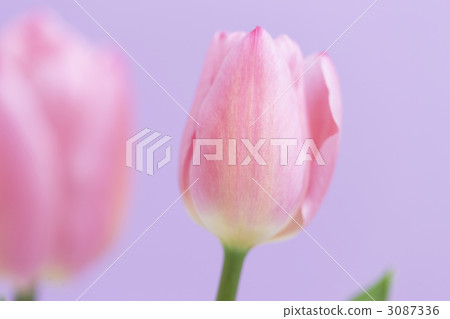 Tulip flower 3087336