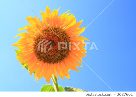 向日葵1 3087601