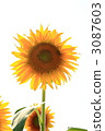 Sunflower 2 3087603
