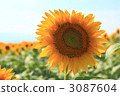 Sunflower 3 3087604