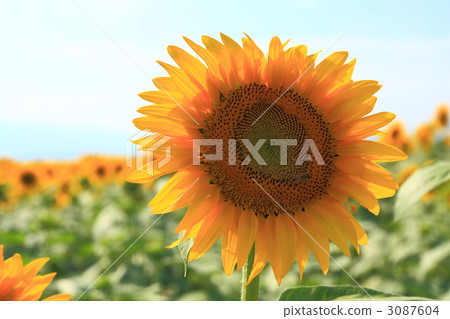 Sunflower 3 Sunflower 3 3087604