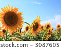Sunflower line 3087605