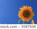 Azure Sunflower 3087606