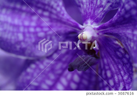 Banda Coellea 3087616