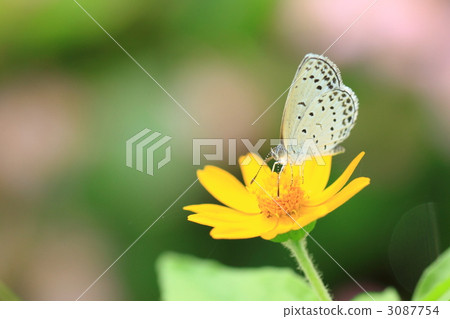 butterfly, butterflies, insect 3087754