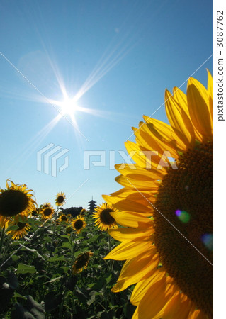 Bichuang Kokubunji sunflower field 3087762