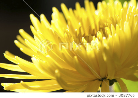 chrysanthemum, chrysanth, fine 3087765