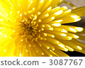 chrysanthemum, chrysanth, beatiful 3087767