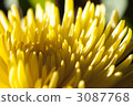 chrysanthemum, chrysanth, beatiful 3087768