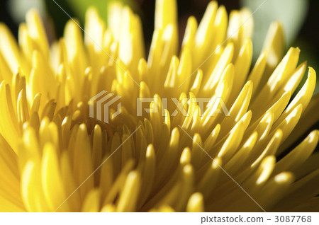 chrysanthemum, chrysanth, beatiful 3087768