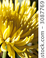 chrysanthemum, chrysanth, beatiful 3087769