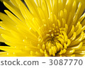 chrysanthemum, chrysanth, beatiful 3087770