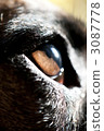 mejikara, eye expression, power of the eye 3087778