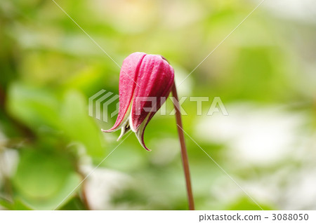 回縮紅色 回縮紅色 3088050