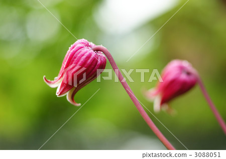 Retractive red 3088051