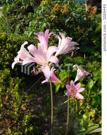 belladonna lily, jersey lily, lycoris squamigera 3088449